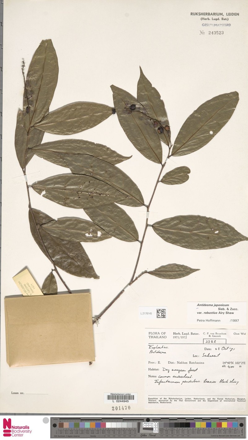 Antidesma japonicum var. robustius photo 2
