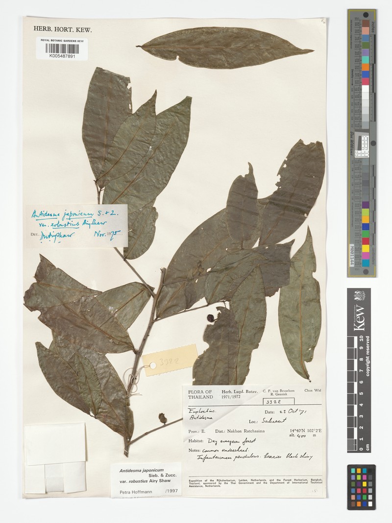 Antidesma japonicum var. robustius photo 3