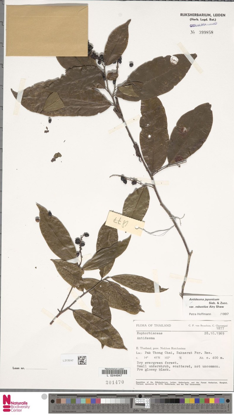 Antidesma japonicum var. robustius photo 4