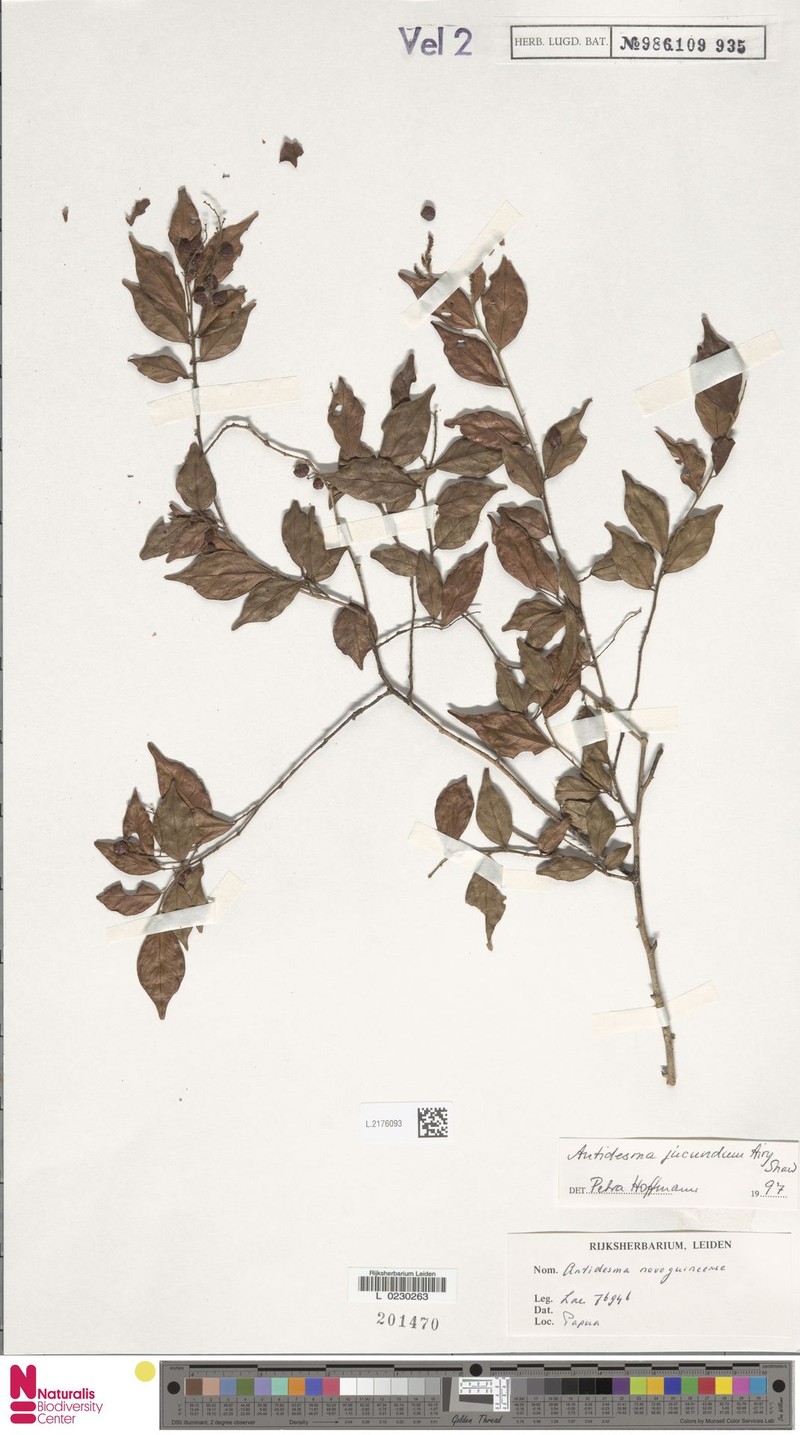 Antidesma jucundum