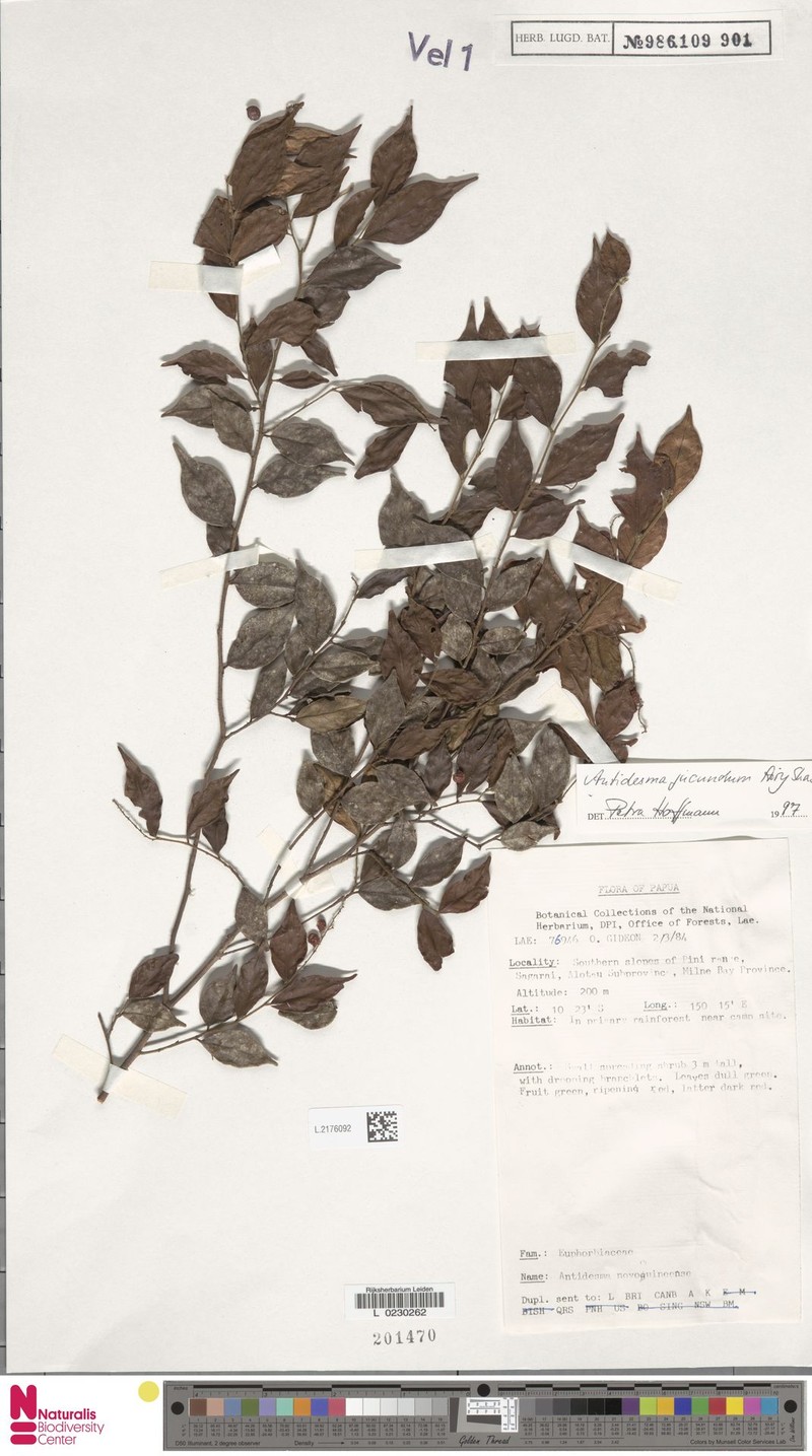 Antidesma jucundum photo 2