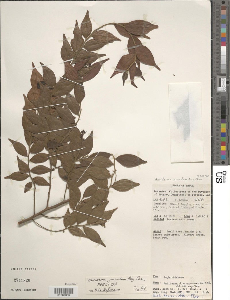 Antidesma jucundum photo 4
