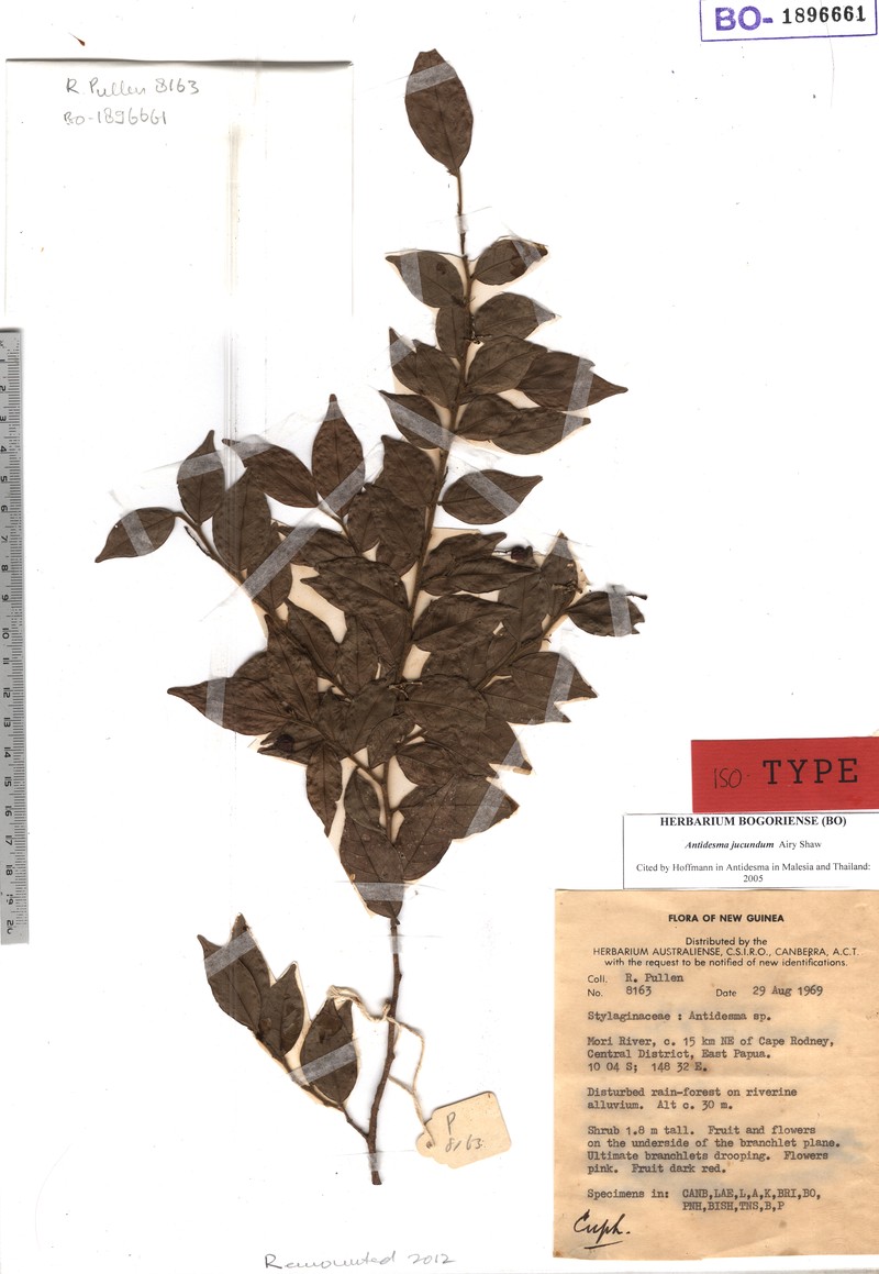 Antidesma jucundum