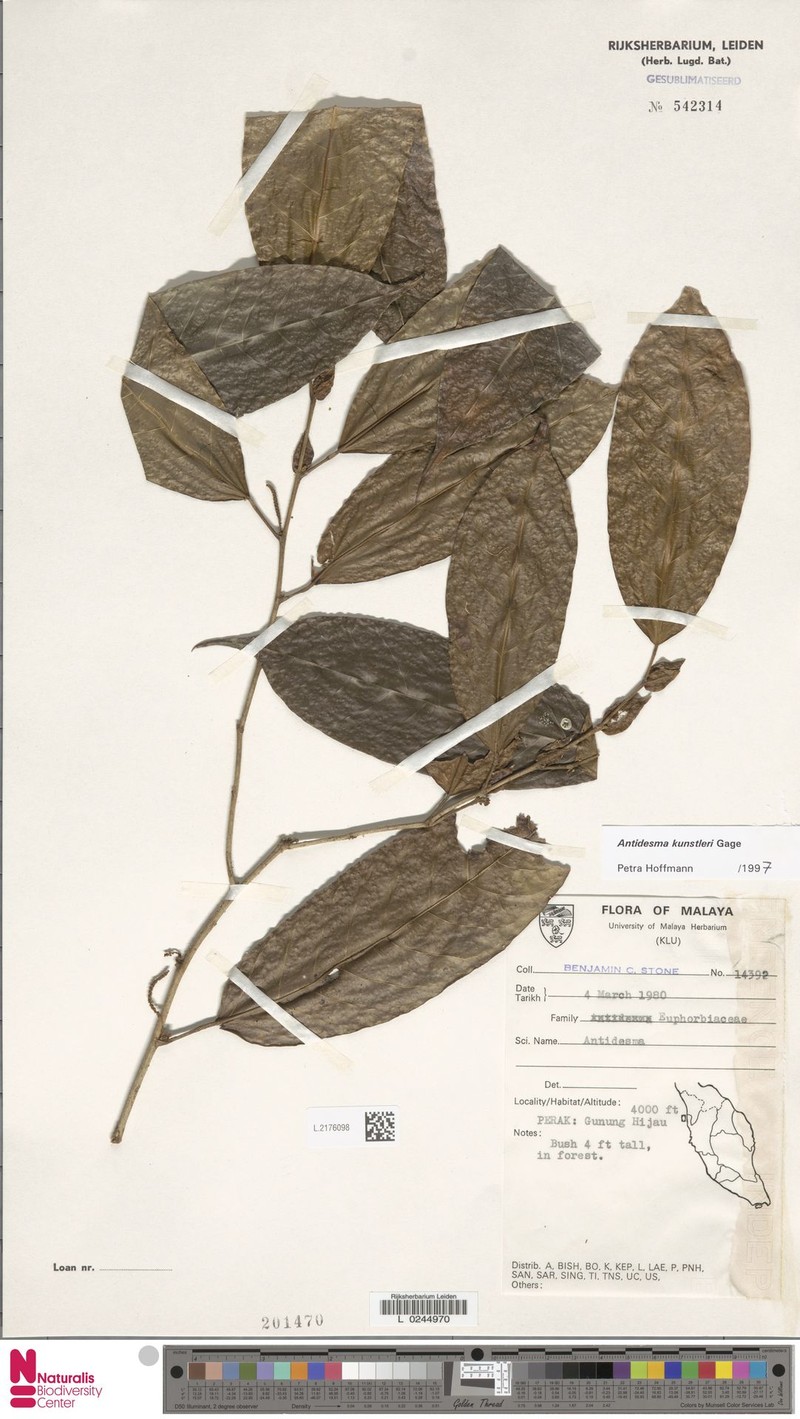 Antidesma kunstleri