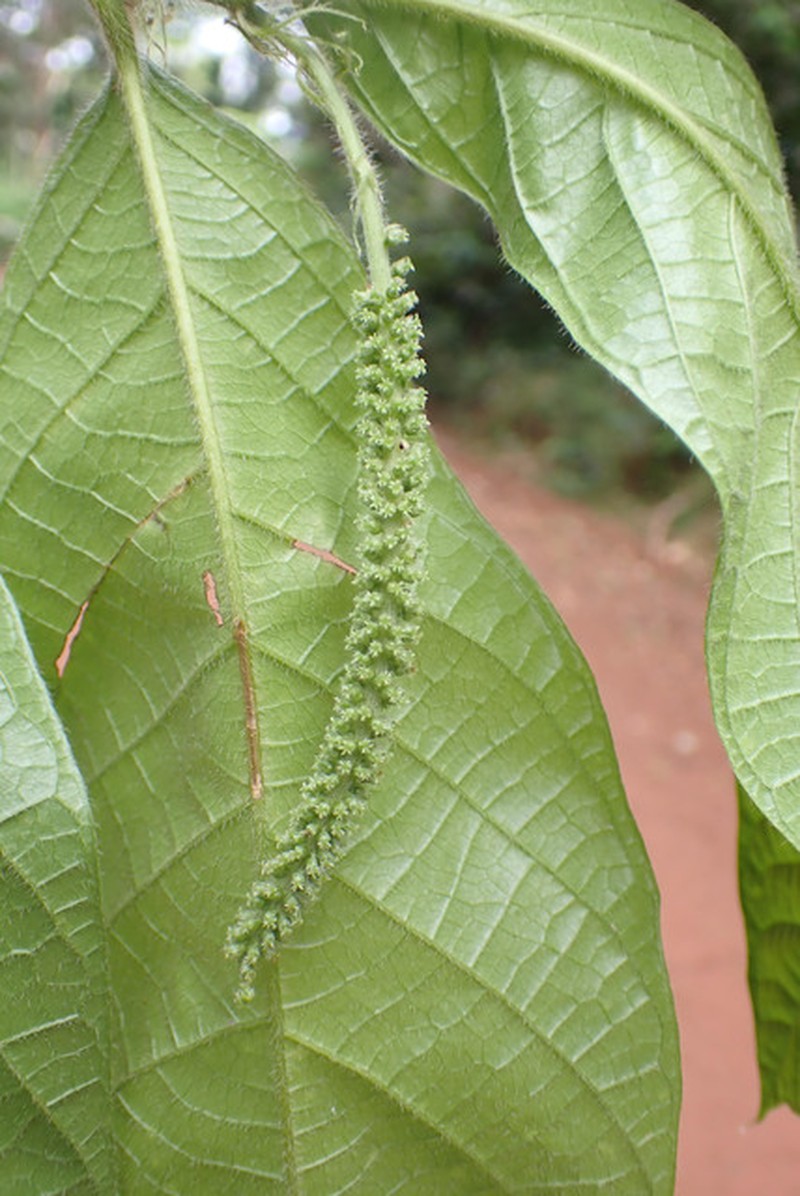 Antidesma laciniatum photo 3