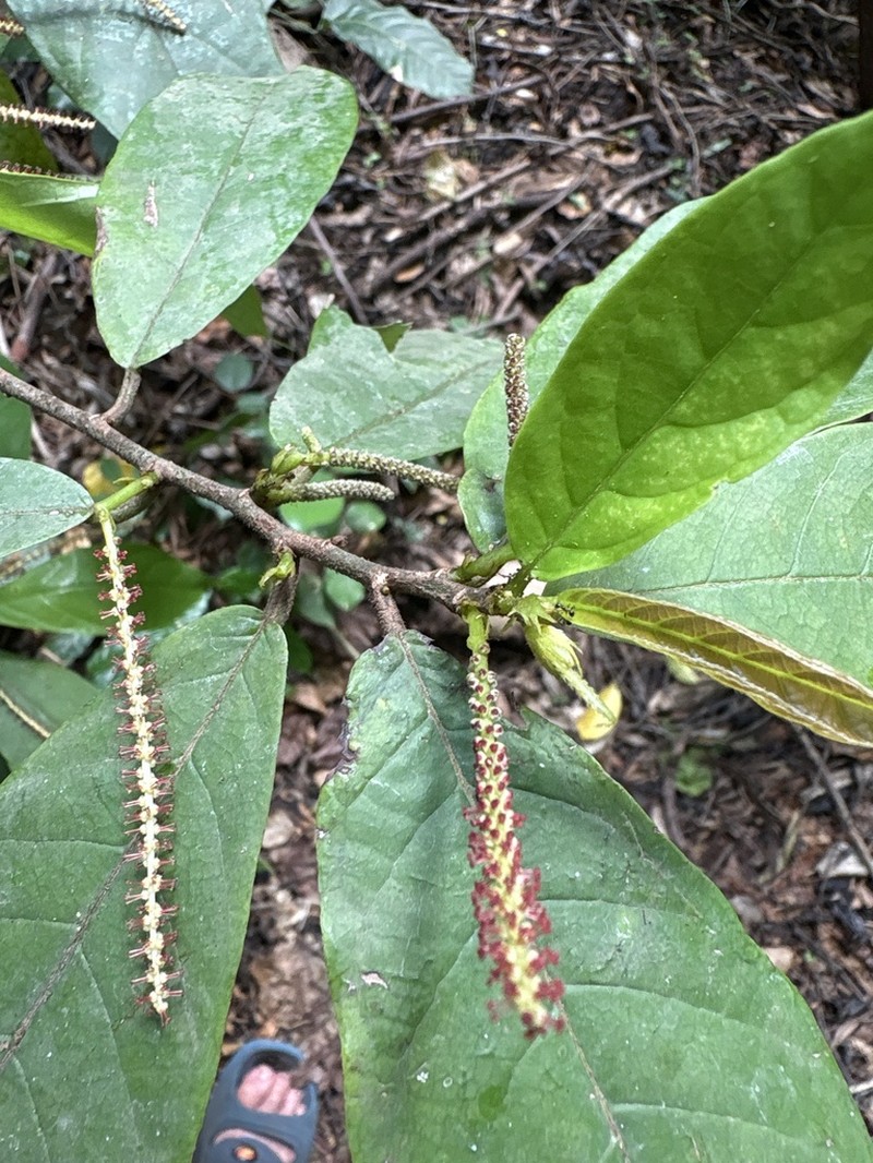 Antidesma laciniatum