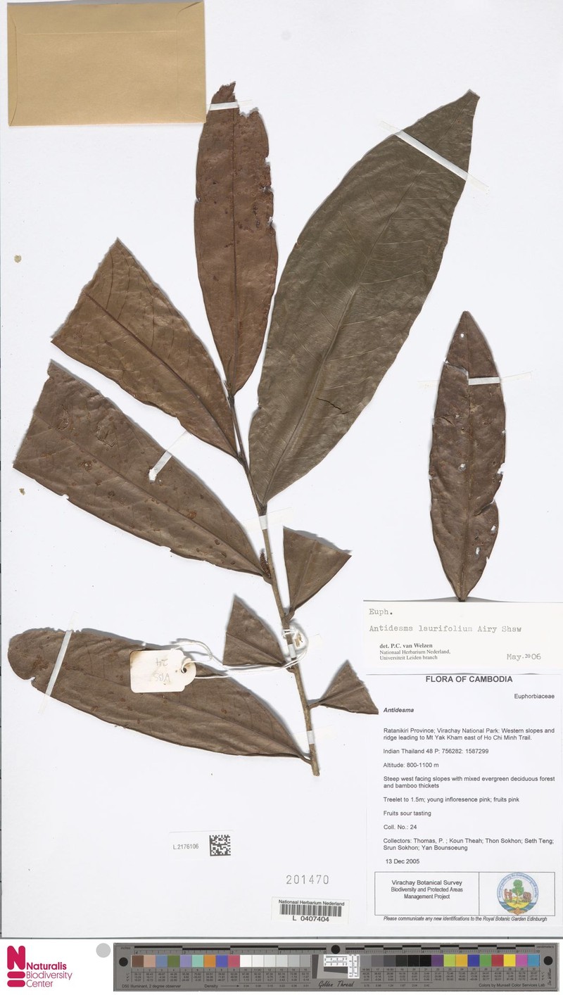 Antidesma laurifolium