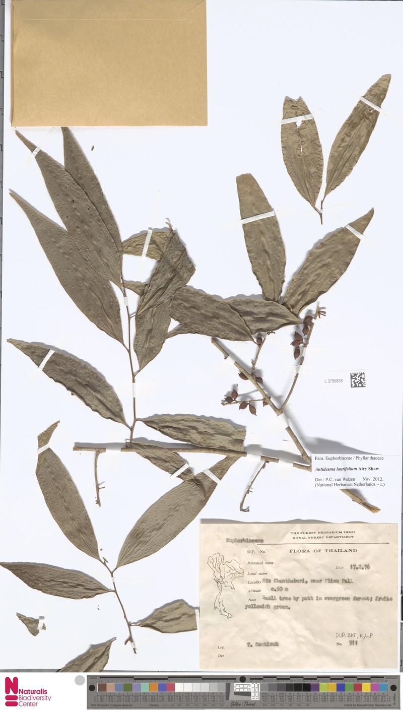 Antidesma laurifolium photo 2