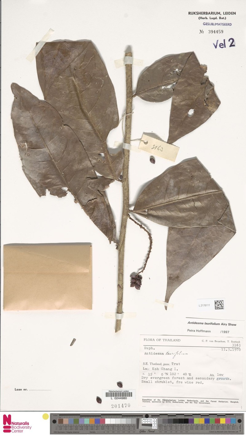 Antidesma laurifolium photo 3