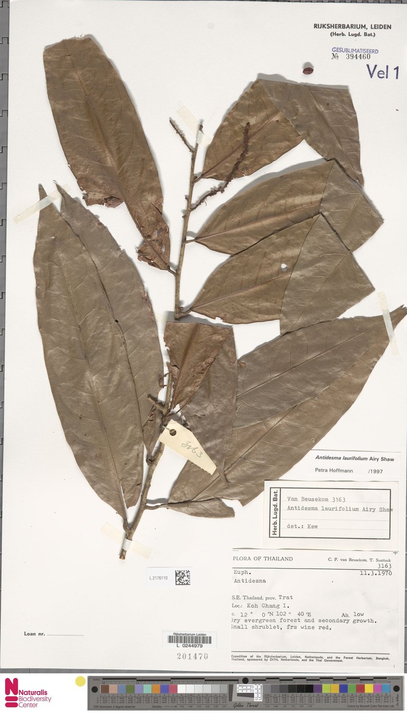 Antidesma laurifolium photo 4