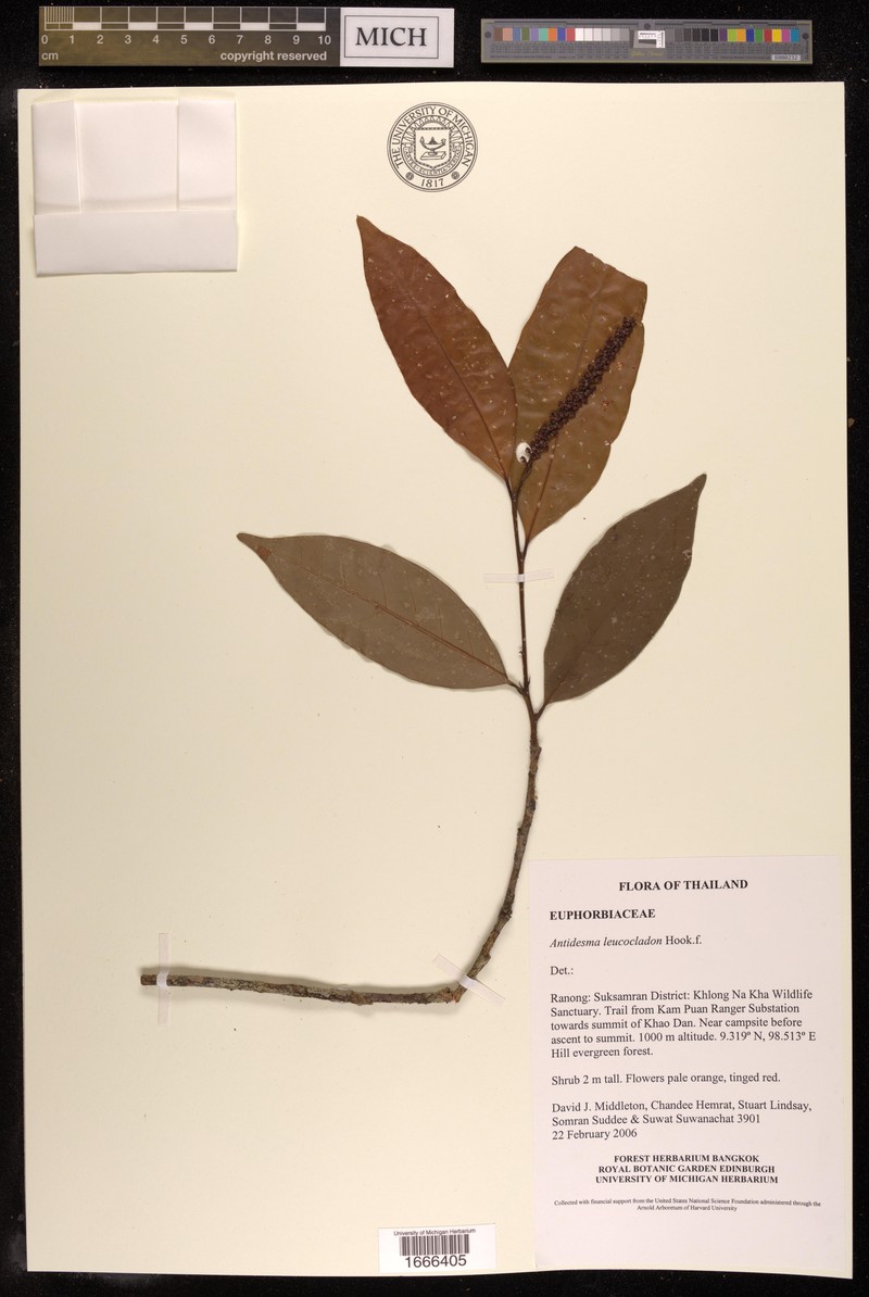 Antidesma leucocladon
