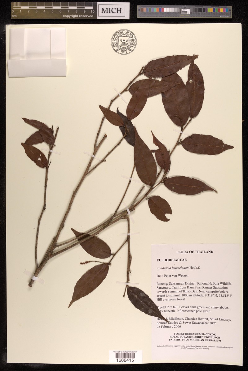 Antidesma leucocladon photo 2