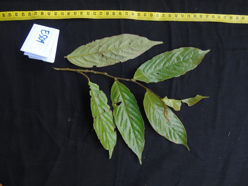 Antidesma leucopodum photo 4