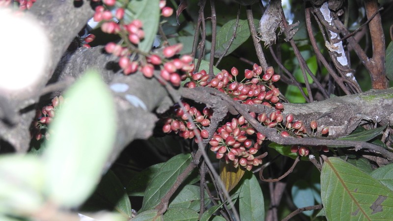 Antidesma leucopodum photo 5