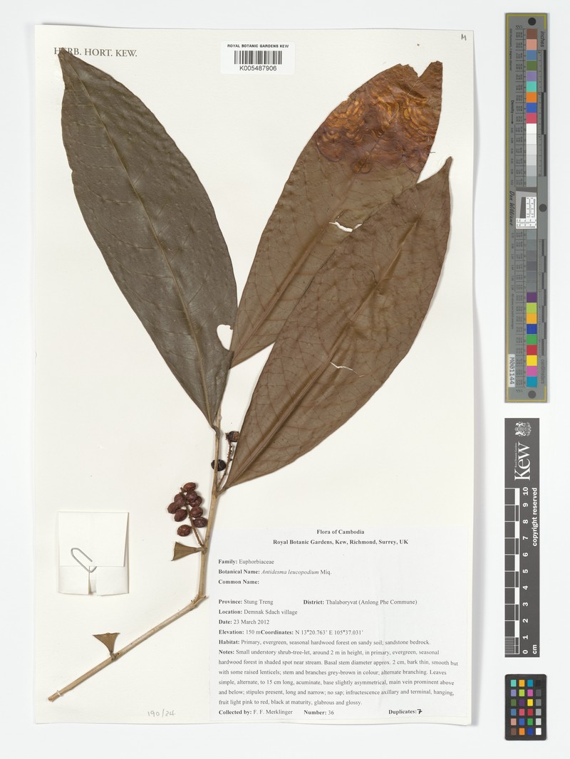 Antidesma leucopodum photo 6