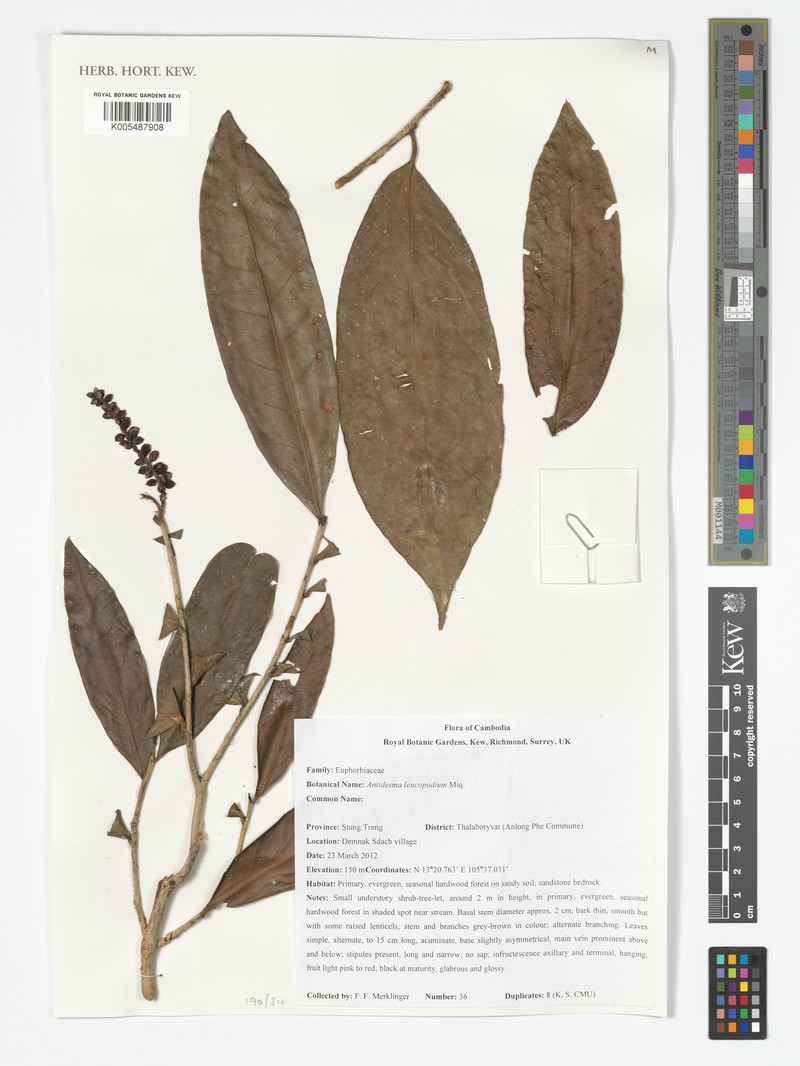 Antidesma leucopodum photo 7