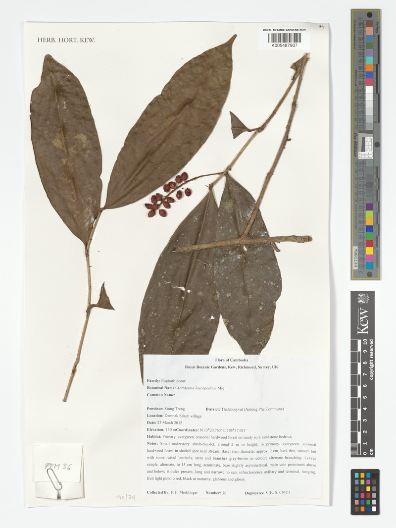 Antidesma leucopodum photo 8