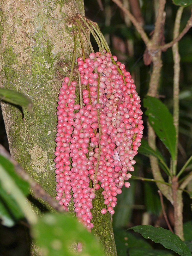 Antidesma leucopodum photo 2