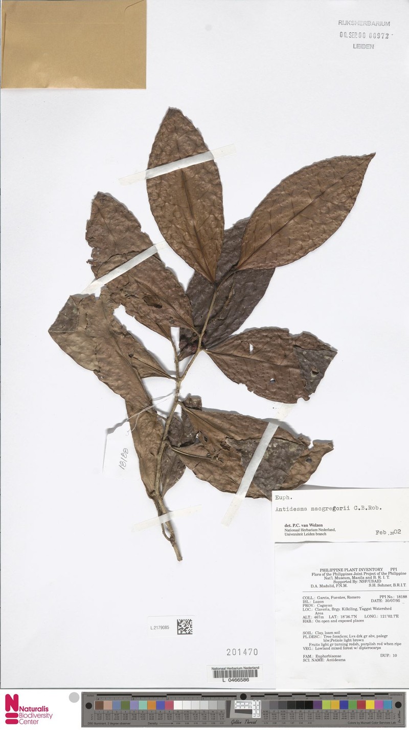 Antidesma macgregorii