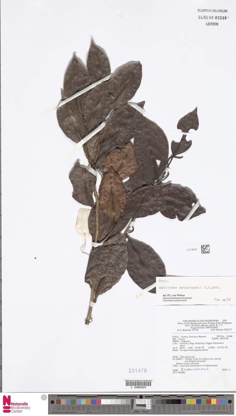 Antidesma macgregorii photo 2