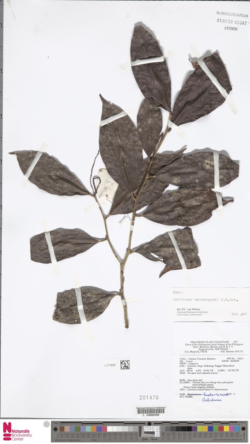 Antidesma macgregorii photo 3