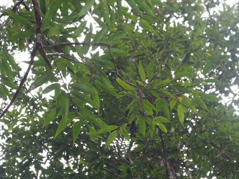 Antidesma maclurei photo 2