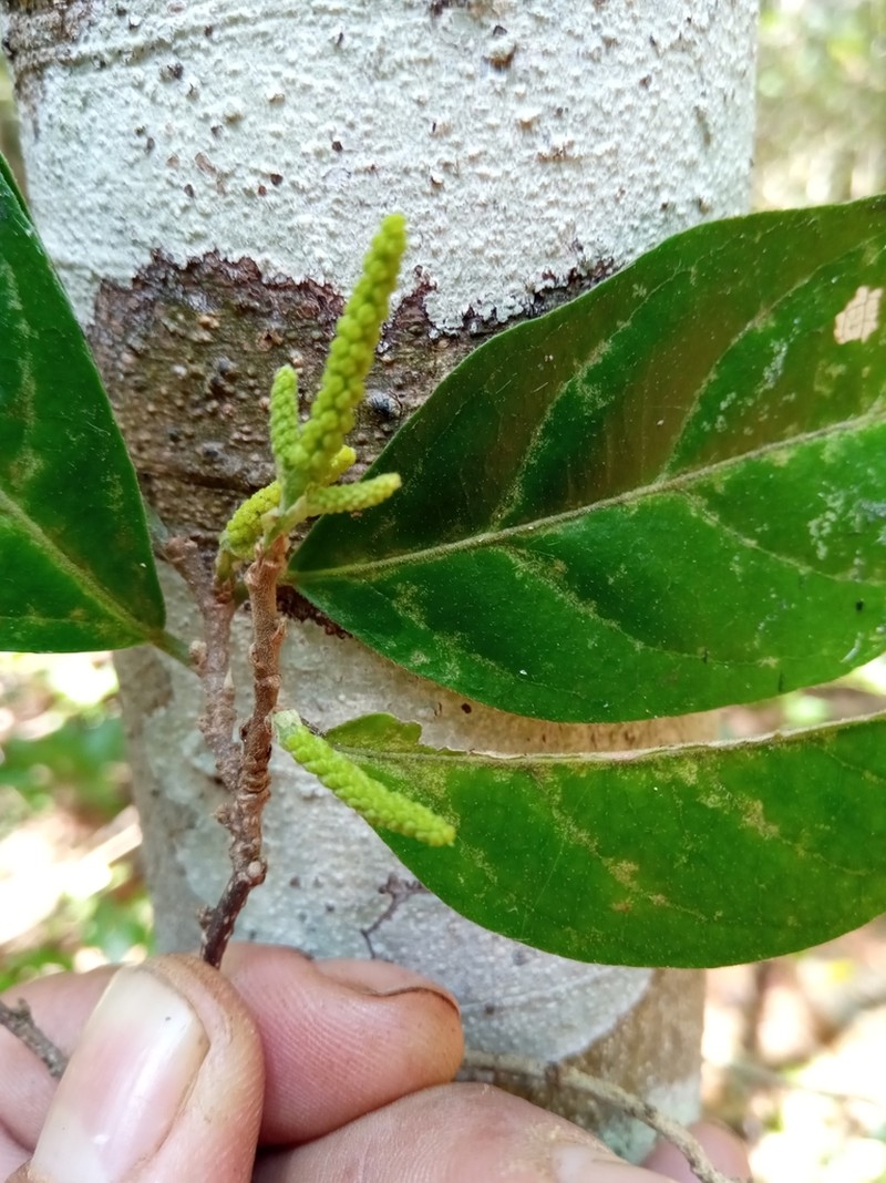 Antidesma madagascariense