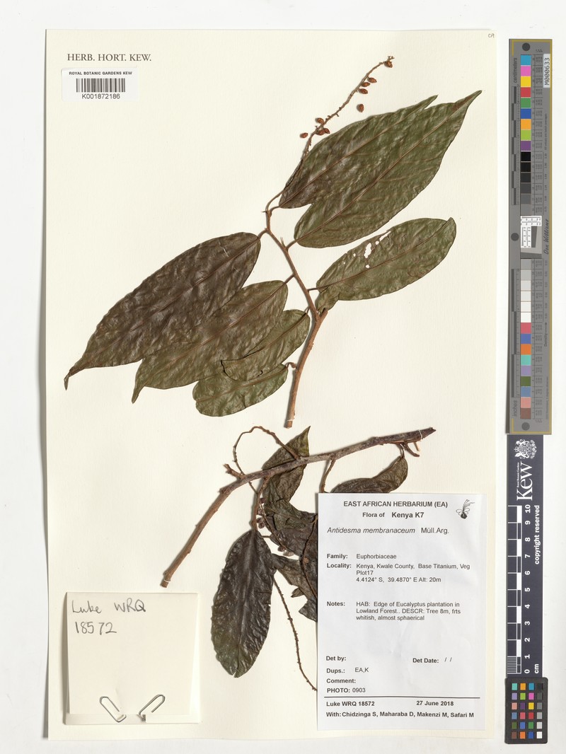 Antidesma membranaceum photo 5