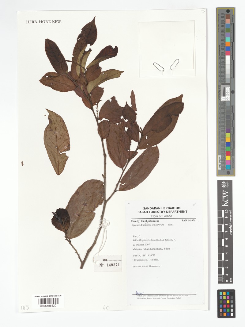 Antidesma microcarpum photo 2