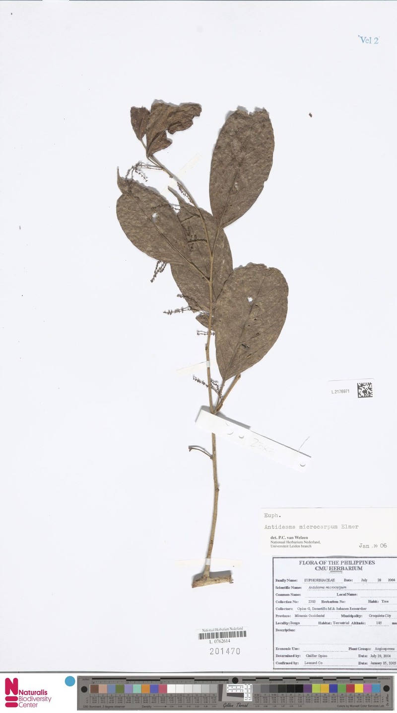 Antidesma microcarpum photo 4