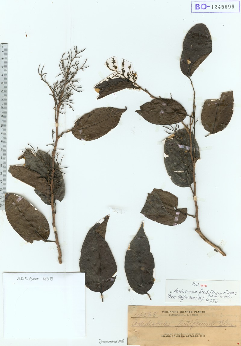 Antidesma microcarpum photo 2