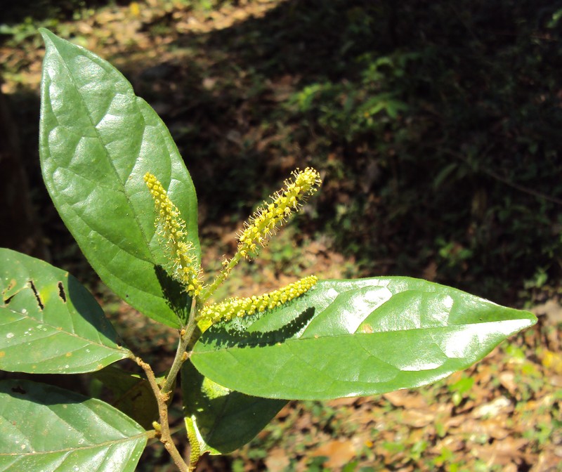 Antidesma montanum