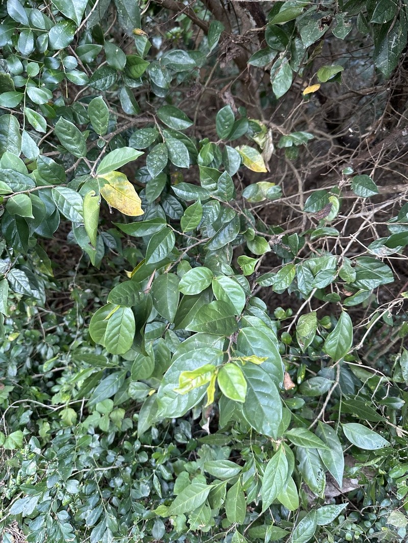 Antidesma montanum photo 2