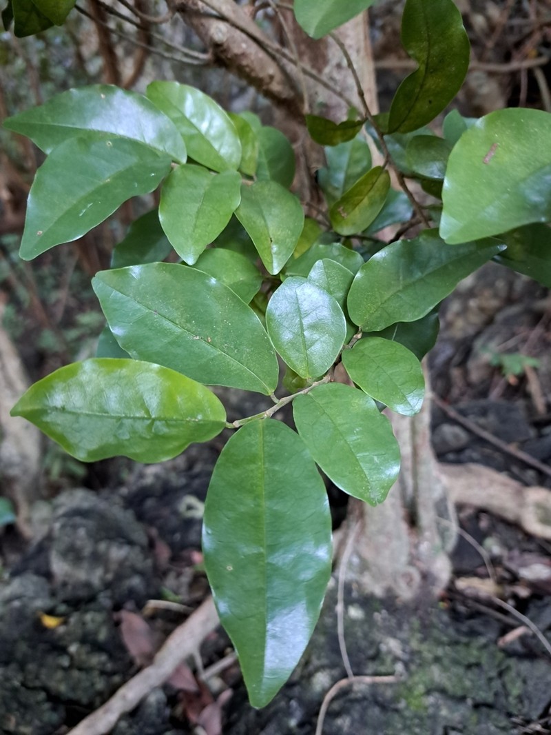 Antidesma montanum photo 3