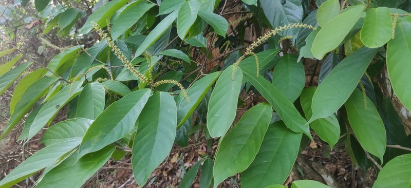 Antidesma montanum photo 4