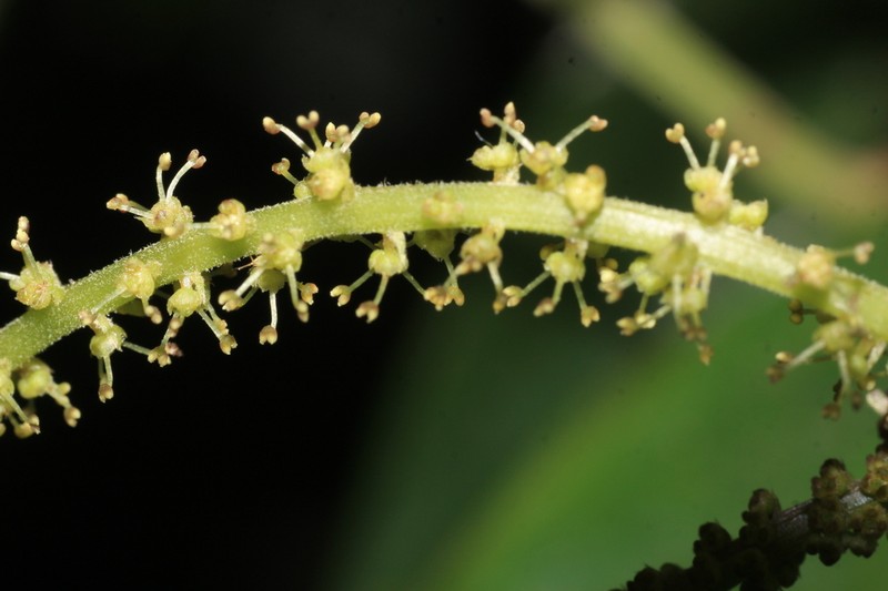 Antidesma montanum photo 5