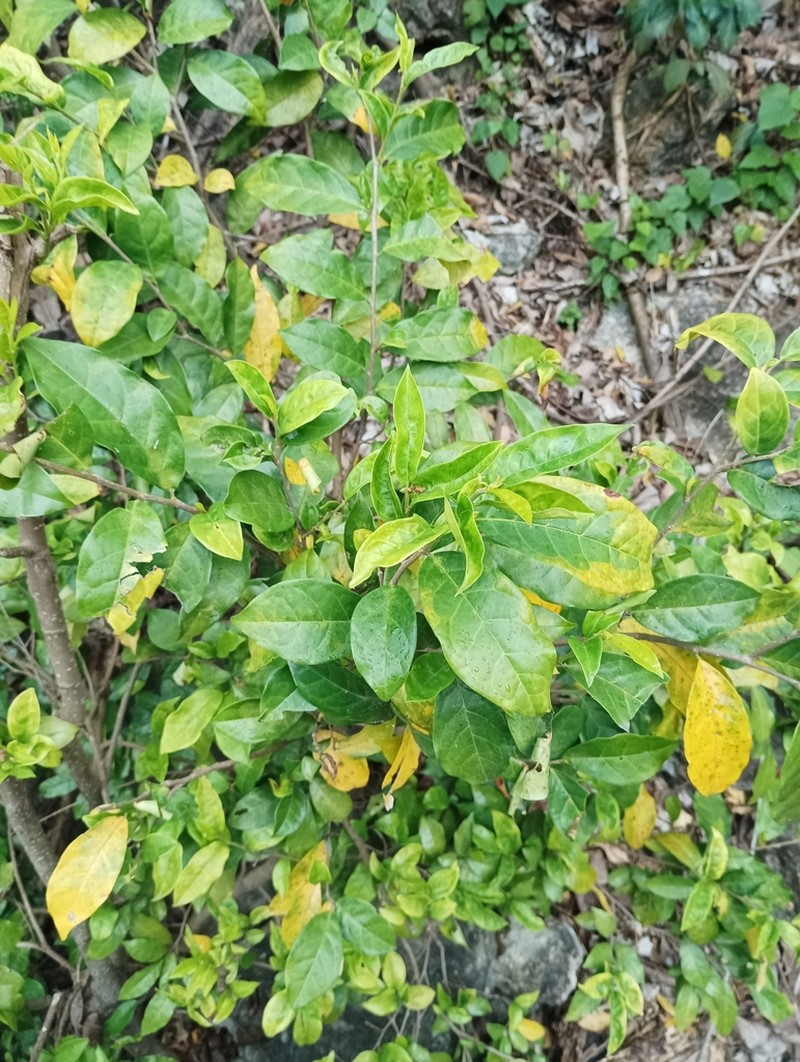 Antidesma montanum photo 6