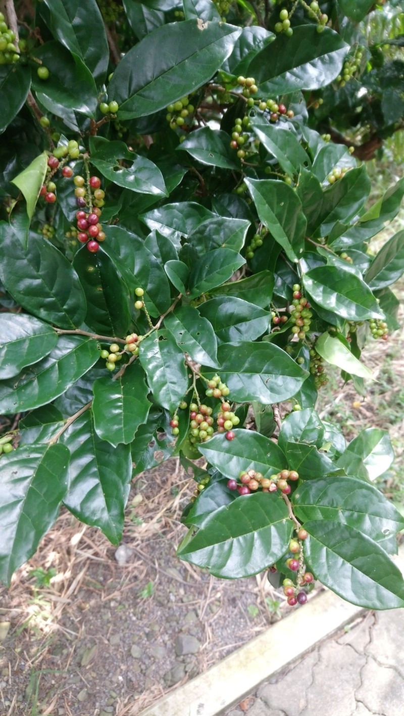 Antidesma montanum photo 7