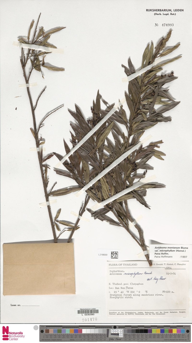 Antidesma montanum var. microphyllum