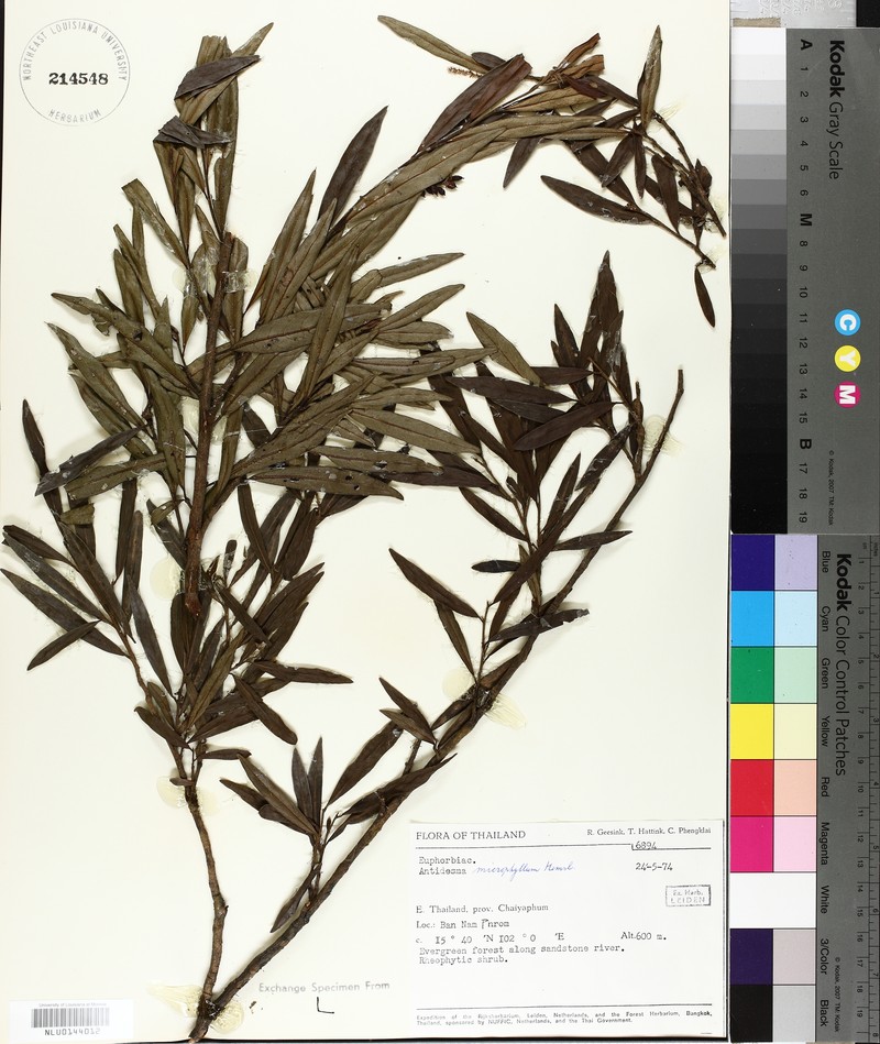 Antidesma montanum var. microphyllum photo 2