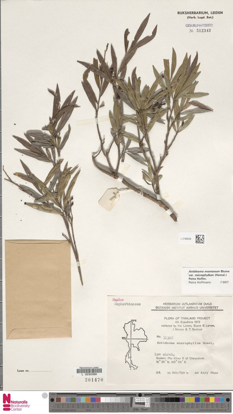 Antidesma montanum var. microphyllum photo 3