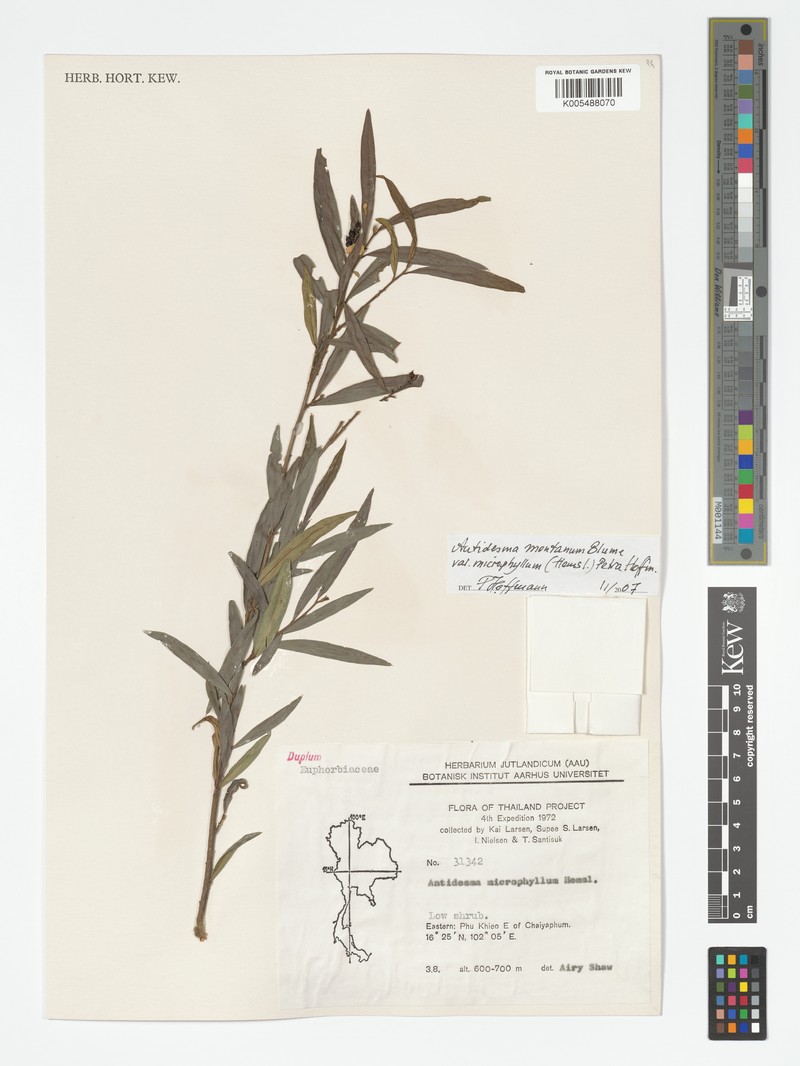 Antidesma montanum var. microphyllum photo 4