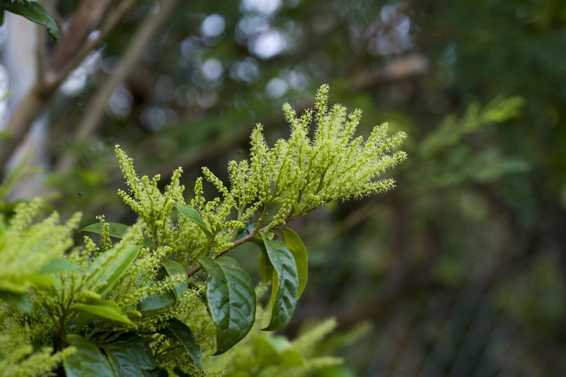 Antidesma montanum var. montanum