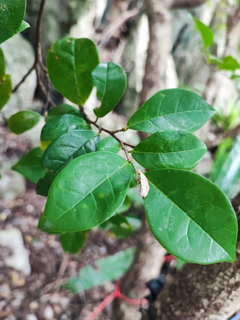 Antidesma montanum var. montanum photo 2