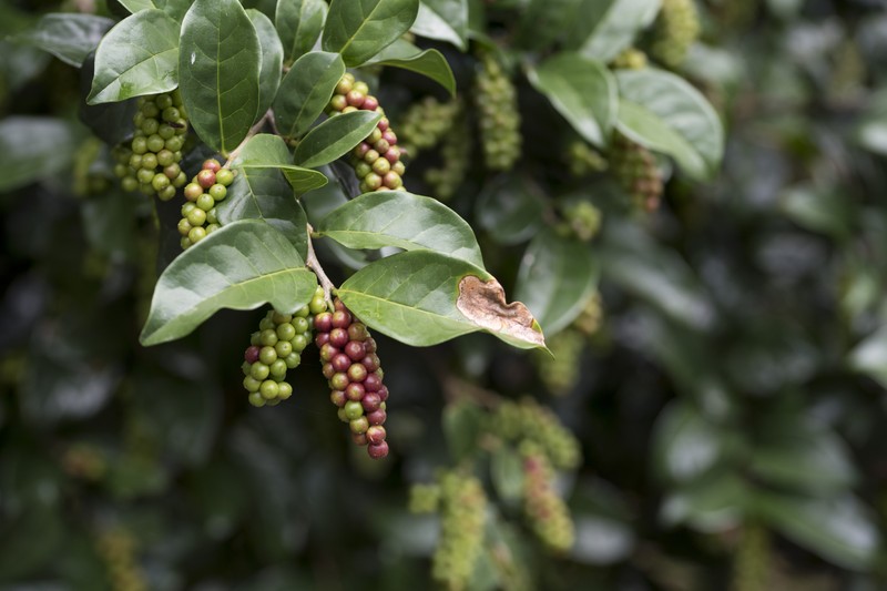 Antidesma montanum var. montanum photo 3