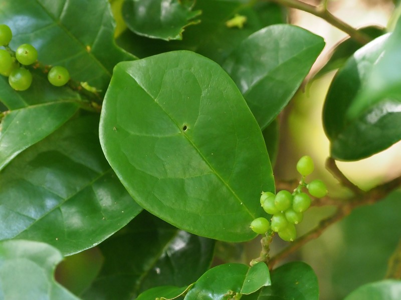 Antidesma montanum var. montanum photo 4