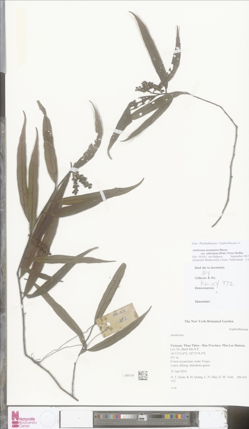 Antidesma montanum var. salicinum