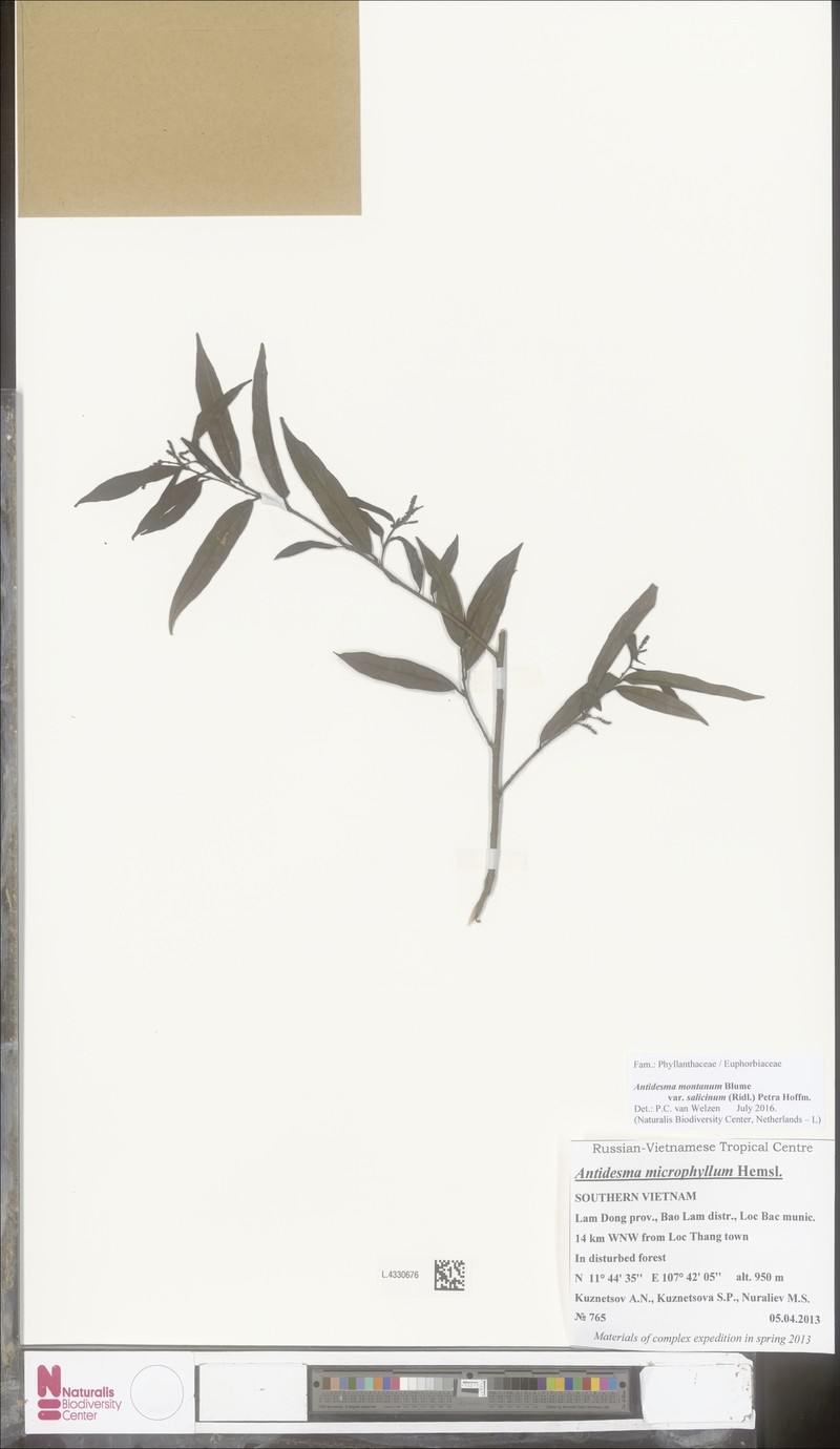 Antidesma montanum var. salicinum photo 2