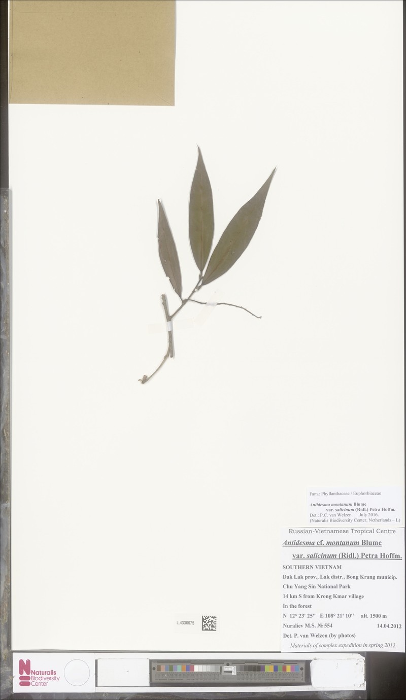 Antidesma montanum var. salicinum photo 3