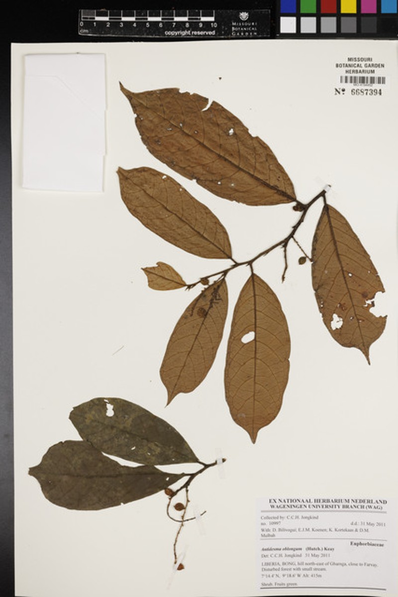Antidesma montanum var. wallichii